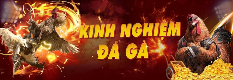 Lưu ý khi chơi đá gà cựa sắt Jun88