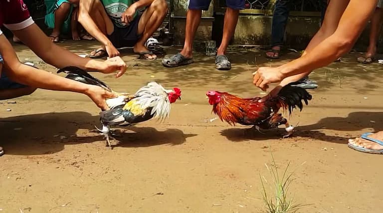 Kinh nghiệm đá gà cựa tròn Jun88 dành cho tân thủ